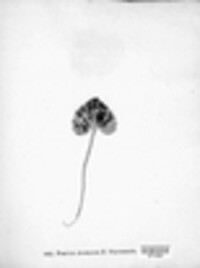 Puccinia anemones var. phyteumatis image